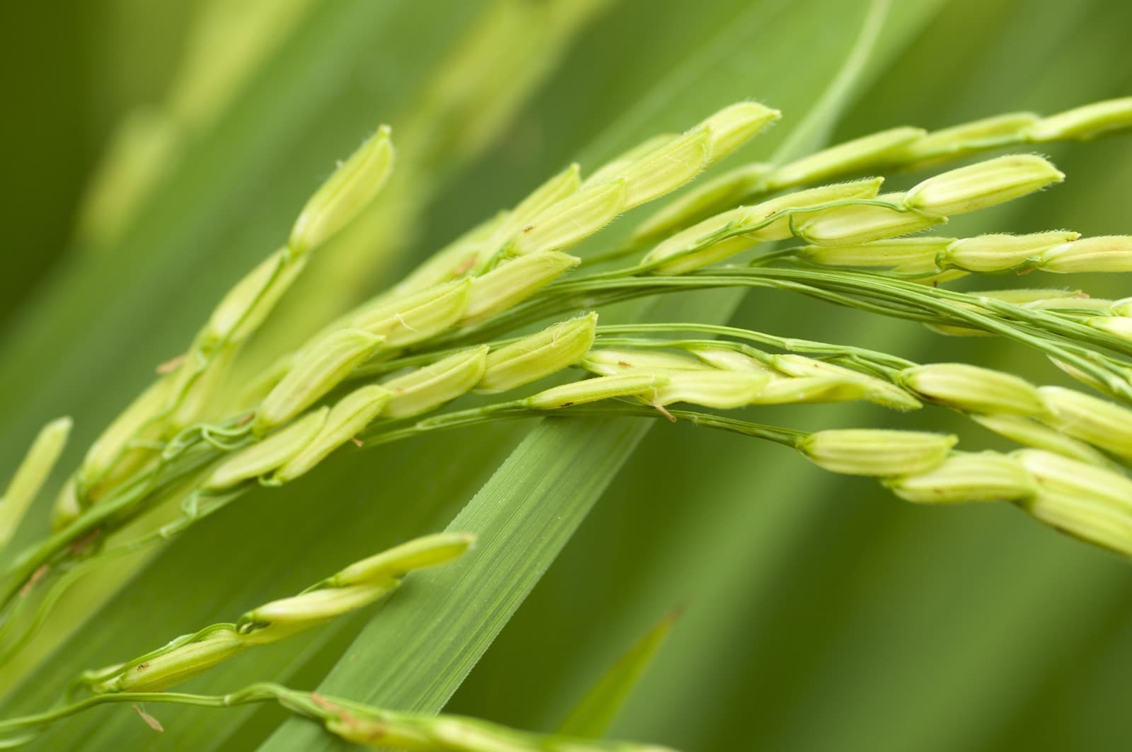 canstockphoto1796383.jpg